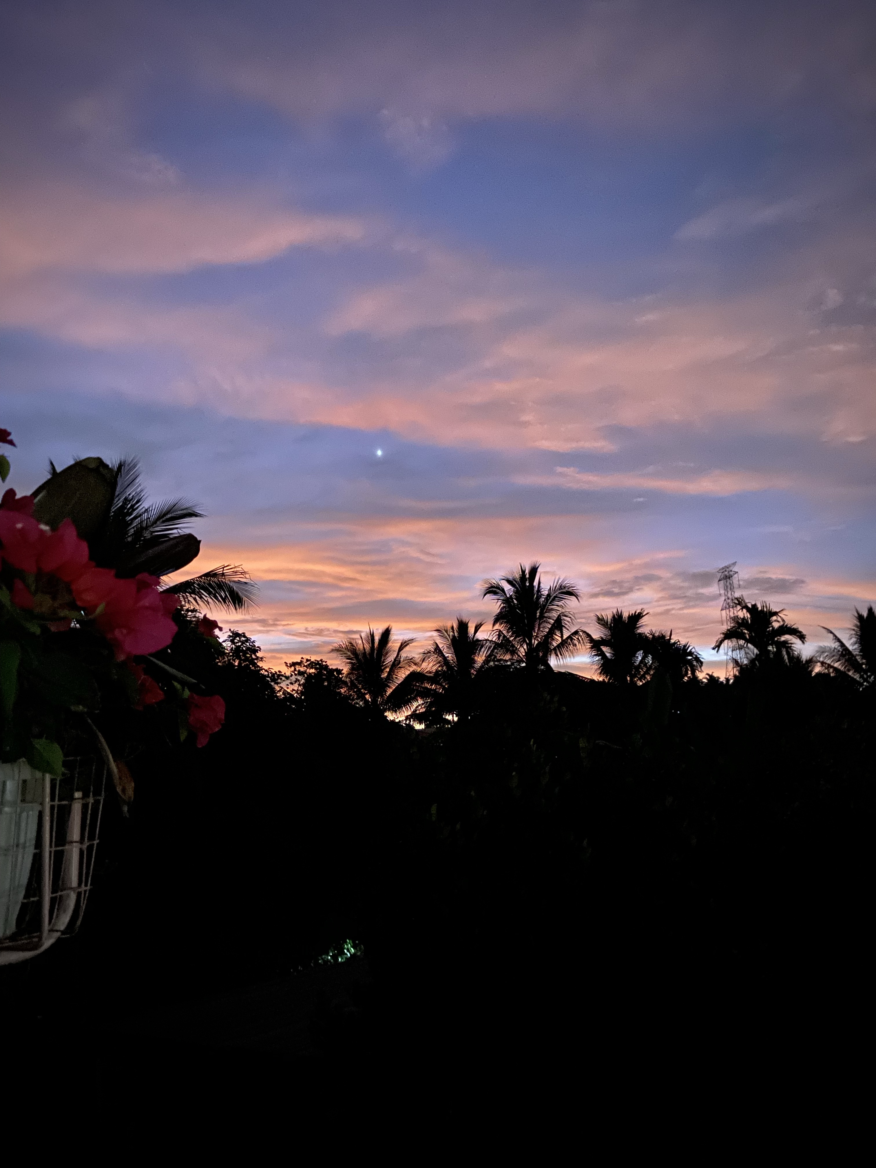 A beautiful sunset with pink clouds and palm tree silhouettes