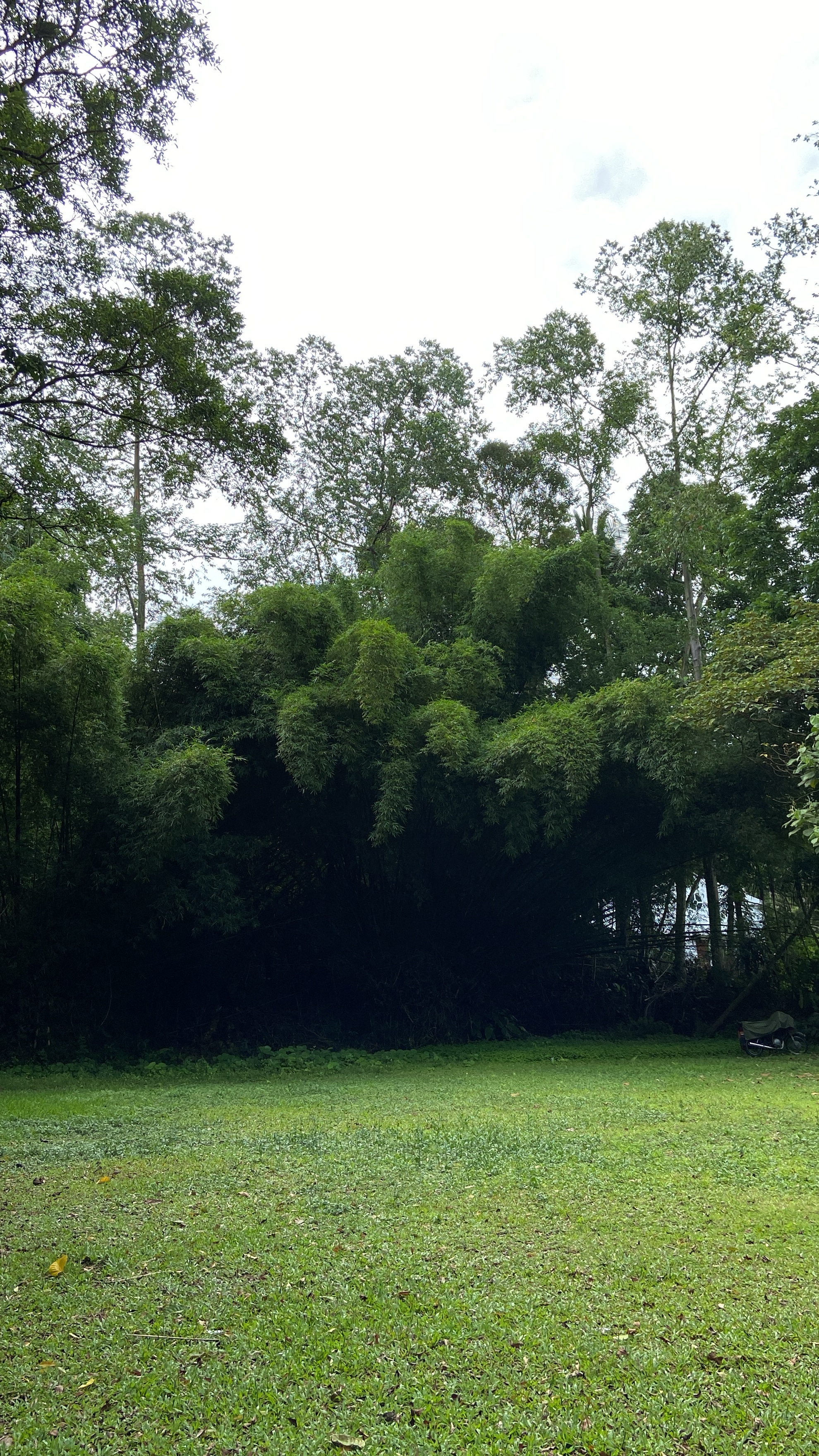 A peaceful green space surrounded by tall trees and bamboo